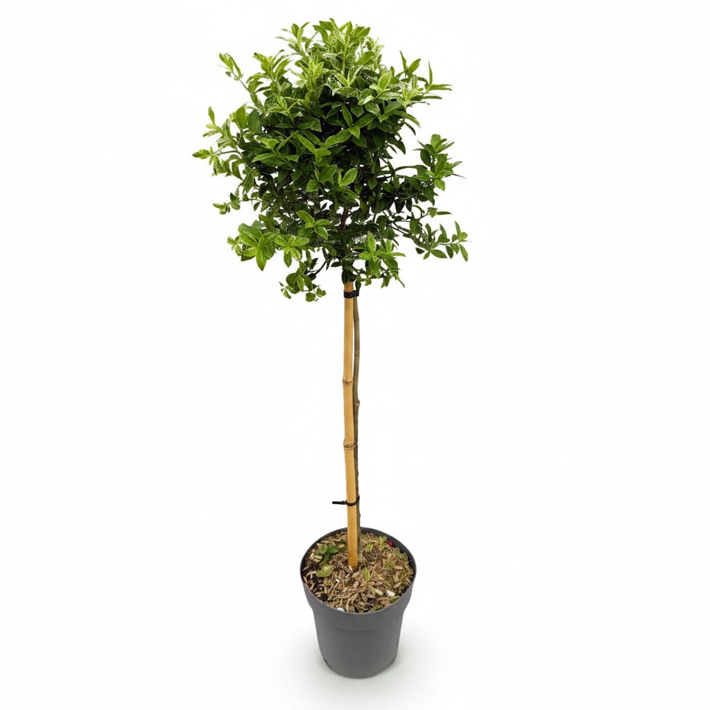 Euonymus fortunei &