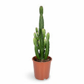 Euphorbia acrurensis – Cactus Vaquero / Euphorbia de África - Verdeia - 6