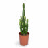 Euphorbia acrurensis – Kovbojský kaktus / Euphorbe d’Afrique - Verdeia - 6