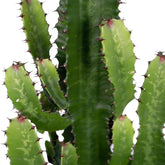 Euphorbia acrurensis – Cactus vaquero / Euphorbe d’Afrique - Verdeia - 5