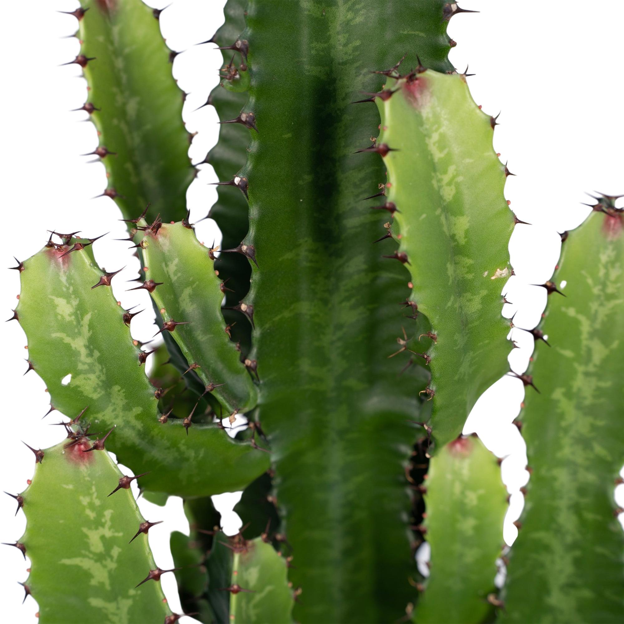 Euphorbia acrurensis – Cowboy Cactus / Euphorbe d’Afrique - Verdeia