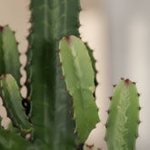 Euphorbia acrurensis – Cactus Vaquero / Euphorbia de África - Verdeia - 2