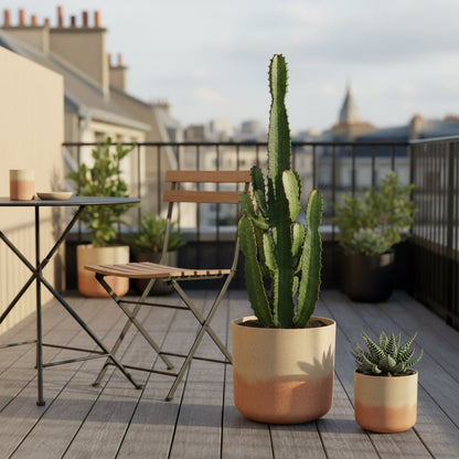 Euphorbia acrurensis – Cowboy Cactus / Euphorbe d’Afrique - Verdeia