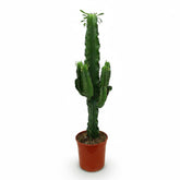 Euphorbia acrurensis (kaktus kowbojski) - Verdeia - 8