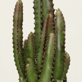 Euphorbia roja y verde — Lote de 2 - Verdeia - 2
