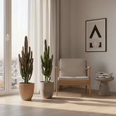 Euphorbia roja y verde — Lote de 2 - Verdeia - 3