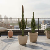 Euphorbia roja y verde — Juego de 2 - Verdeia - 4