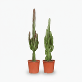 Euphorbia roja y verde — Juego de 2 - Verdeia - 1