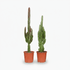 Euphorbia rouge et verte — Lot de 2 - Verdeia