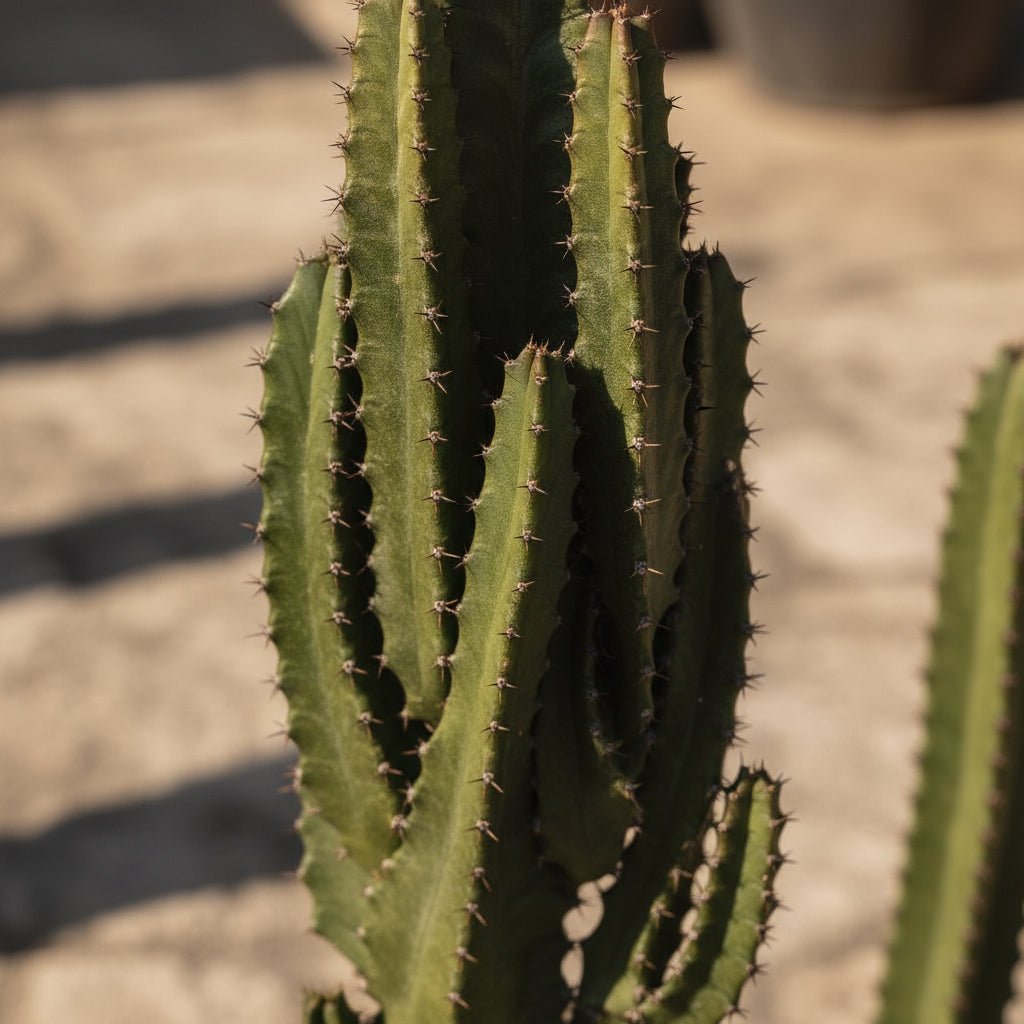 Euphorbia trigona — Arbre candeler - Ø17 x H70 cm - Verdeia - 2