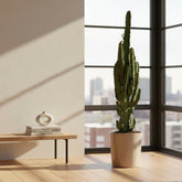 Euphorbia trigona — Árbol candelabro - Ø17 x H70 cm - Verdeia - 3