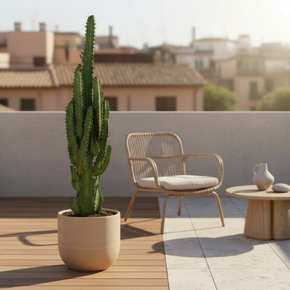 Euphorbia trigona — Arbre candélabre - Ø17 x H70 cm - Verdeia
