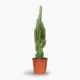 Euphorbia trigona — Árbol candelabro - Ø17 x H70 cm - Verdeia - 1