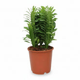 Euphorbia trigona — Ø12 cm — H40 cm - Verdeia - 1