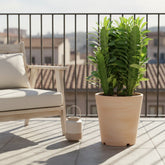 Euphorbia trigona — Ø12 cm — H40 cm - Verdeia - 4