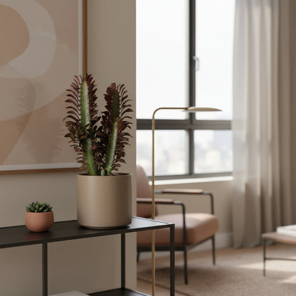 Euphorbia trigona ‘Rubra’ — Ø12 cm — H40 cm - Verdeia