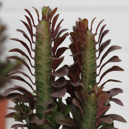 Euphorbia trigona ‘Rubra’ — Ø12 cm — H40 cm - Verdeia