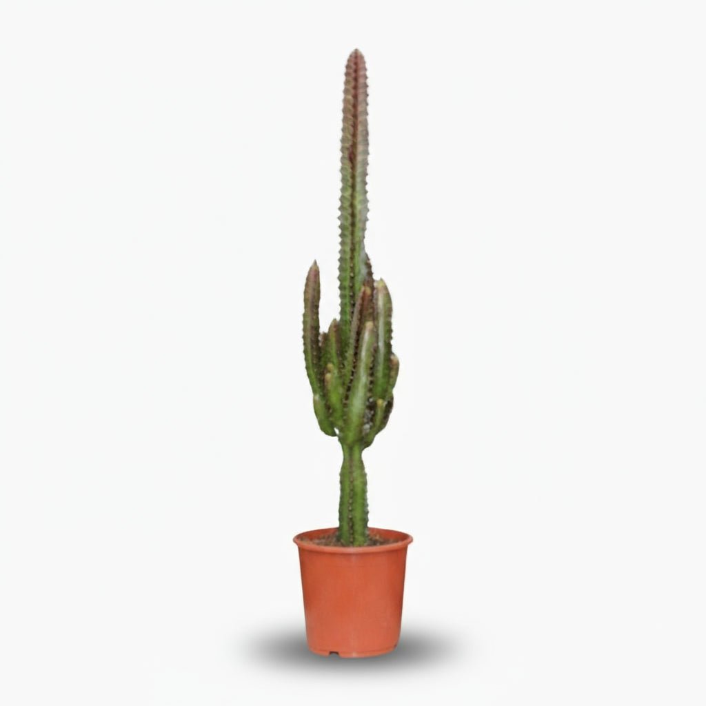 Euphorbia trigona ‘Rubra’ — Ø17 cm — H70 cm - Verdeia