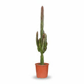 Euphorbia trigona ‘Rubra’ — Ø17 cm — H70 cm - Verdeia - 1