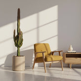 Euphorbia trigona ‘Rubra’ — Ø17 cm — H70 cm - Verdeia - 3