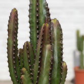 Euphorbia trigona ‘Rubra’ — Ø17 cm — H70 cm - Verdeia - 2