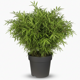 Fargesia ‘Moontears’® Boobux – Bambú no invasivo compacto – D29 x H70 cm - Verdeia - 1