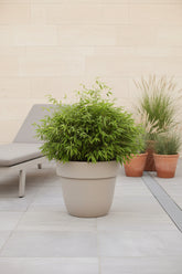 Fargesia ‘Moontears’® Boobux – Bambú no invasivo compacto – D29 x H70 cm - Verdeia - 3