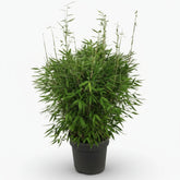 Fargesia ‘Moontears’® Boobux – Bambú no invasivo compacto – D29 x A70 cm - Verdeia - 4