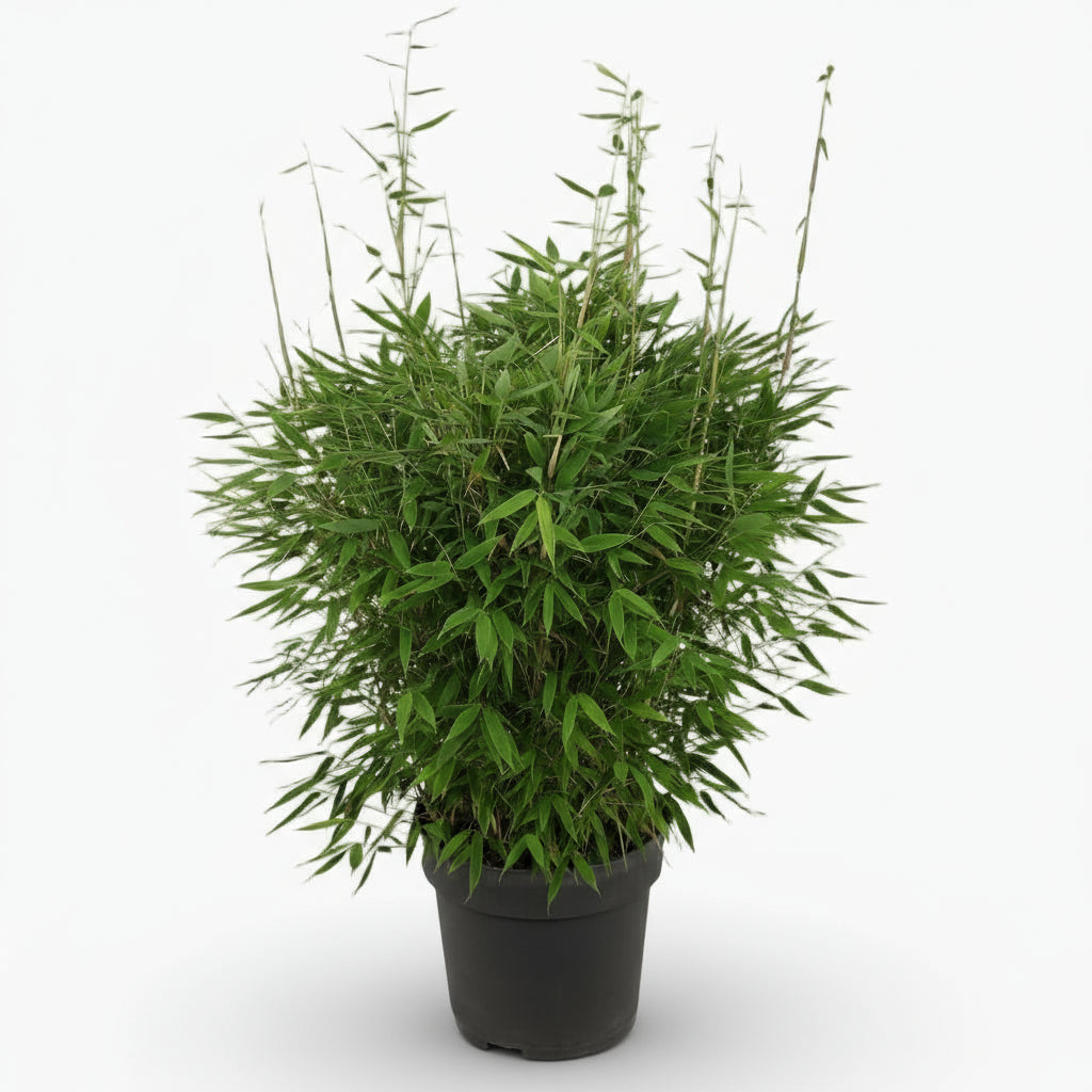 Fargesia ‘Moontears’® Boobux – Bambou non traçant compact – Ø29cm – ↕70cm - Verdeia