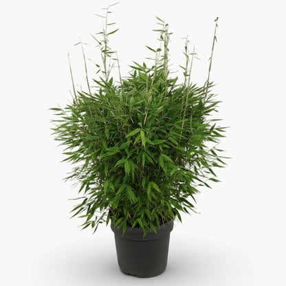 Fargesia ‘Moontears’® Boobux – Bambou non traçant compact – Ø29cm – ↕70cm - Verdeia