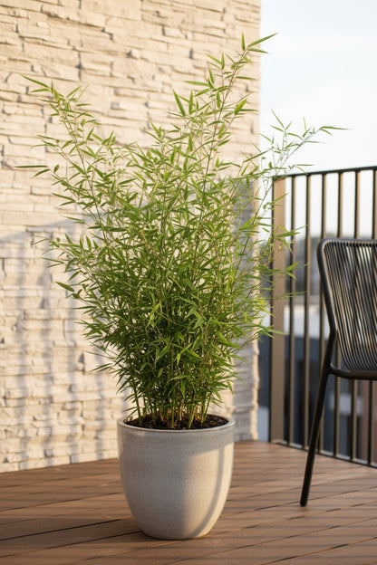 Fargesia rufa – Bambou non traçant - Verdeia