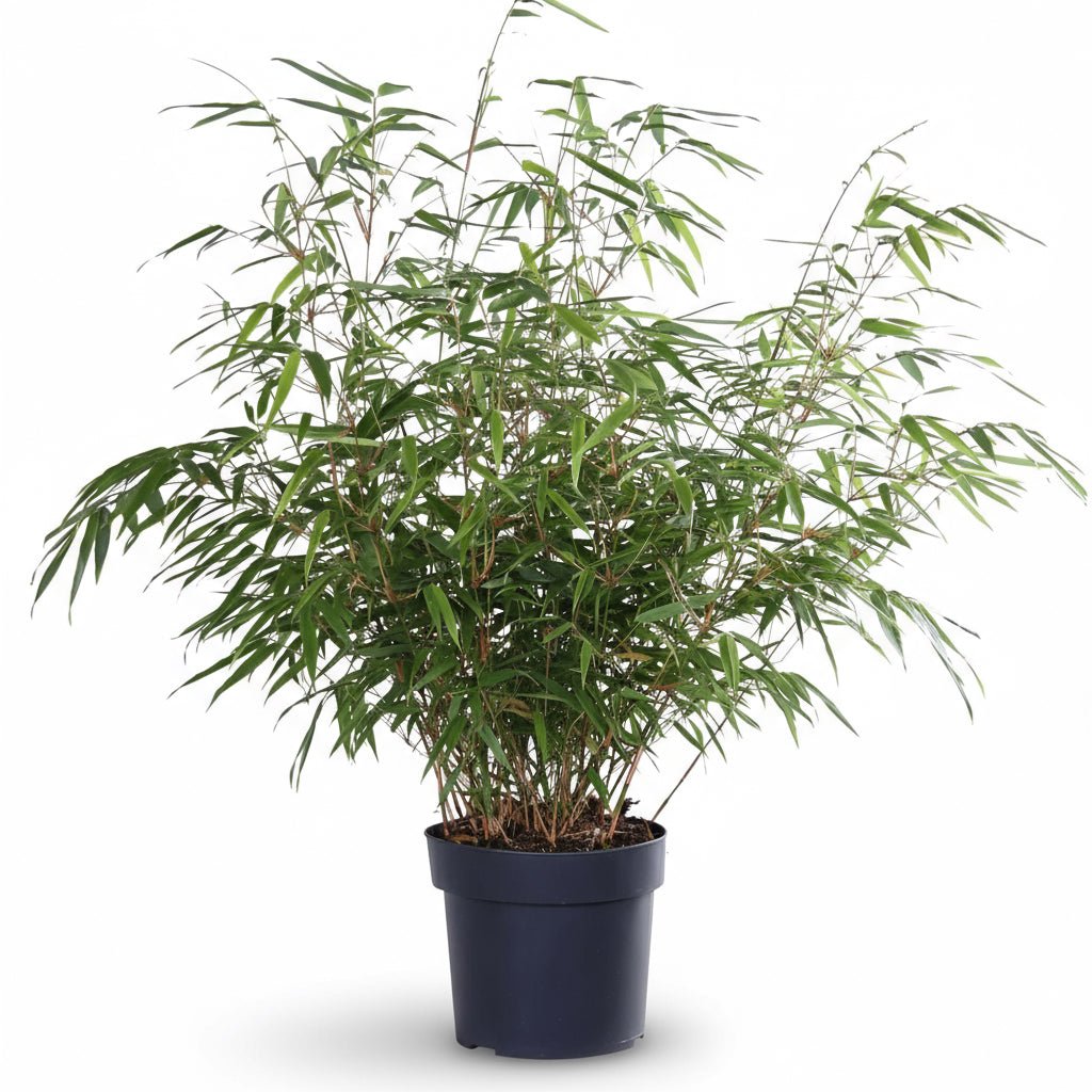 Fargesia rufa – Bambou non traçant - Verdeia