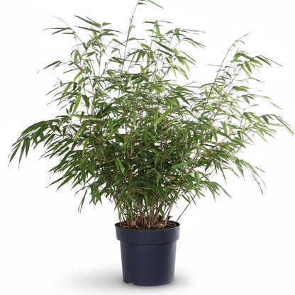 Fargesia rufa – Bambou non traçant - Verdeia