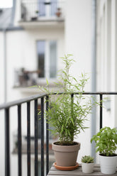 Fargesia Rufa — Bambú paraguas no invasivo - Verdeia - 7