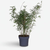 Fargesia Rufa — Bambú paraguas no invasivo - Verdeia - 5