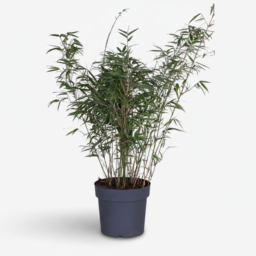 Fargesia Rufa — Bambú paraigua no invasiu - Verdeia - 5