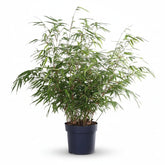 Fargesia Rufa — Bambú paraguas no invasivo - Verdeia - 1