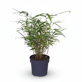 Fargesia Rufa — Bambú paraguas no invasivo - Verdeia - 4