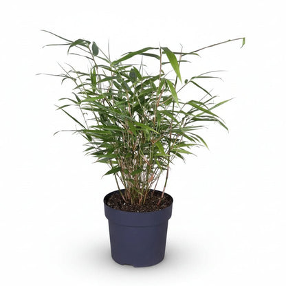 Fargesia Rufa — Bambú paraguas no invasivo - Verdeia - 4