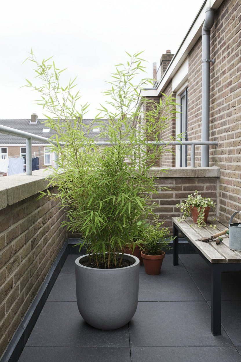 Fargesia Rufa — Bambú paraguas no invasivo - Verdeia - 6