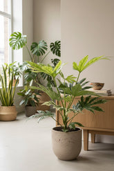 Fatsia Japonica Telaraña — Aralia del Japón panaché — Ø17 cm — H50 cm - Verdeia - 5