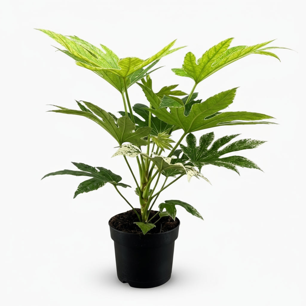 Fatsia Japonica Spider Web – Aralia du Japon panachée - Verdeia