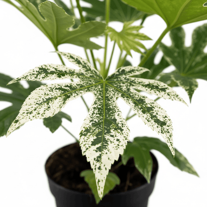 Fatsia Japonica Spider Web – Aralia du Japon panachée - Verdeia