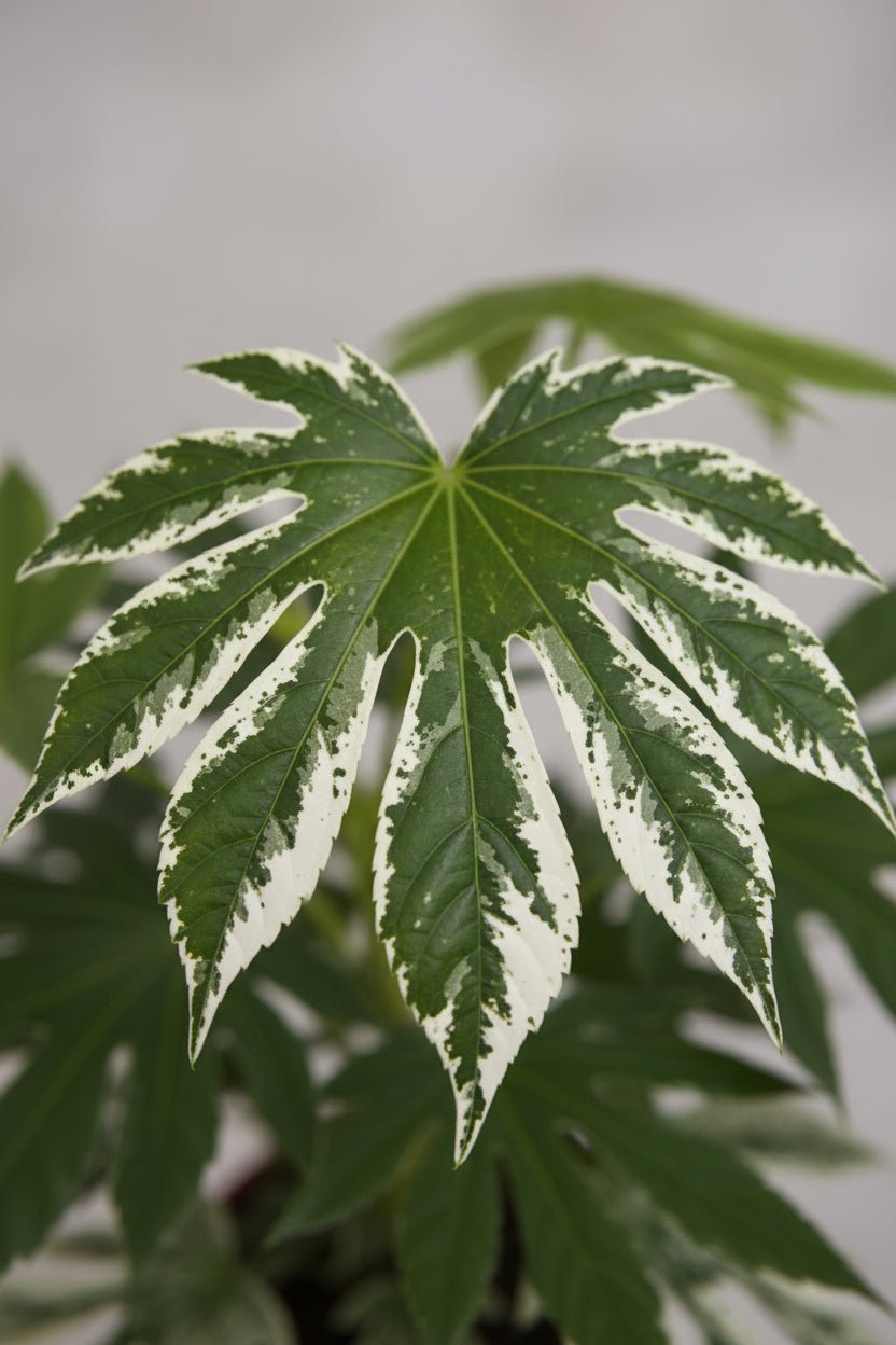 Fatsia Japonica Variegata — Aralia de Japón variegada — Ø19 cm — H60 cm - Verdeia - 2
