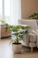 Fatsia Japonica Variegata — Aralia de Japón panaché — Ø19 cm — H60 cm - Verdeia - 3