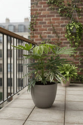 Fatsia Japonica Variegata — Aralia del Japón variegada — Ø19 cm — H60 cm - Verdeia - 5