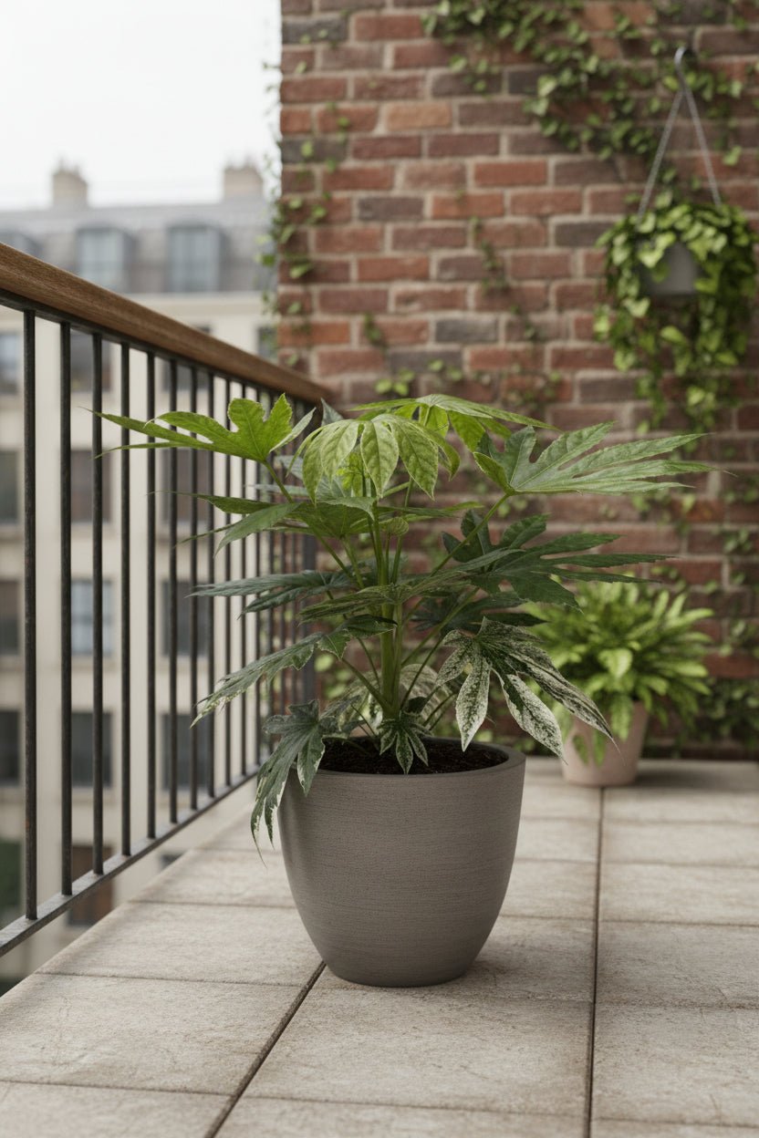Fatsia Japonica Variegata — Aralia del Japón variegada — Ø19 cm — H60 cm - Verdeia - 5