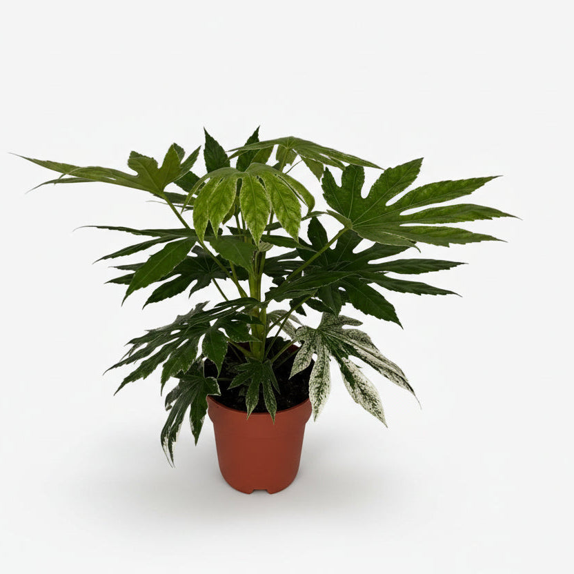 Fatsia Japonica Variegata — Aralia de Japón panaché — Ø19 cm — H60 cm - Verdeia - 1