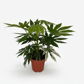 Fatsia Japonica Variegata — Aralia de Japón panaché — Ø19 cm — H60 cm - Verdeia - 1