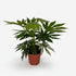Fatsia Japonica Variegata — Aralia de Japón panaché — Ø19 cm — H60 cm - Verdeia - 1